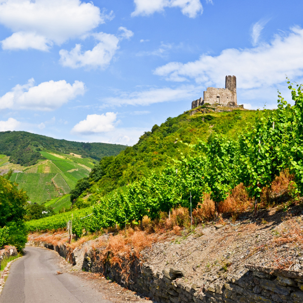 Germany Vineyards with blue sky and cloud coverage